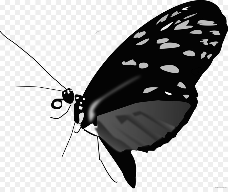 Papillon Noir Et Blanc，Ailes PNG