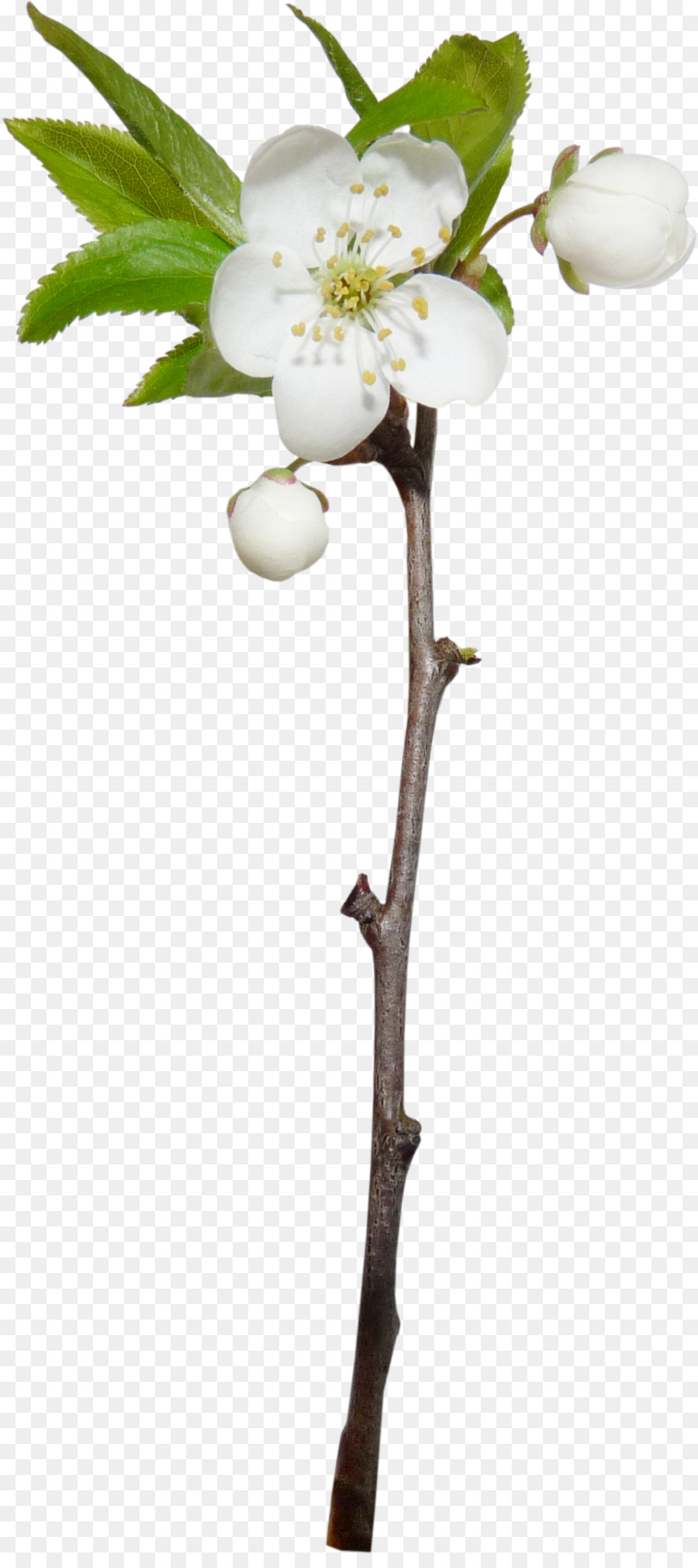 Fleur，Arbre PNG