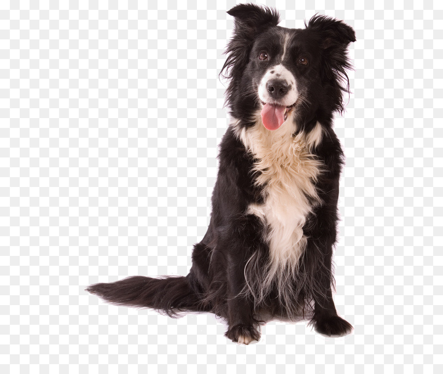 Chien，Animal De Compagnie PNG