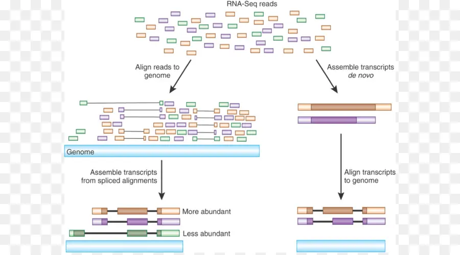 Diagramme Arn Seq，Génomique PNG