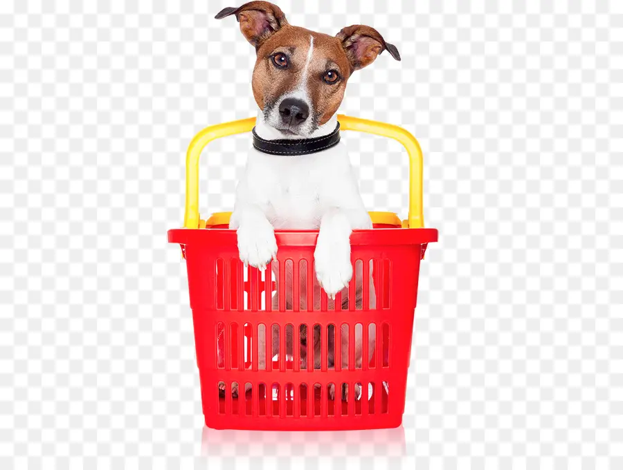 Chien Dans Un Panier，Animal De Compagnie PNG