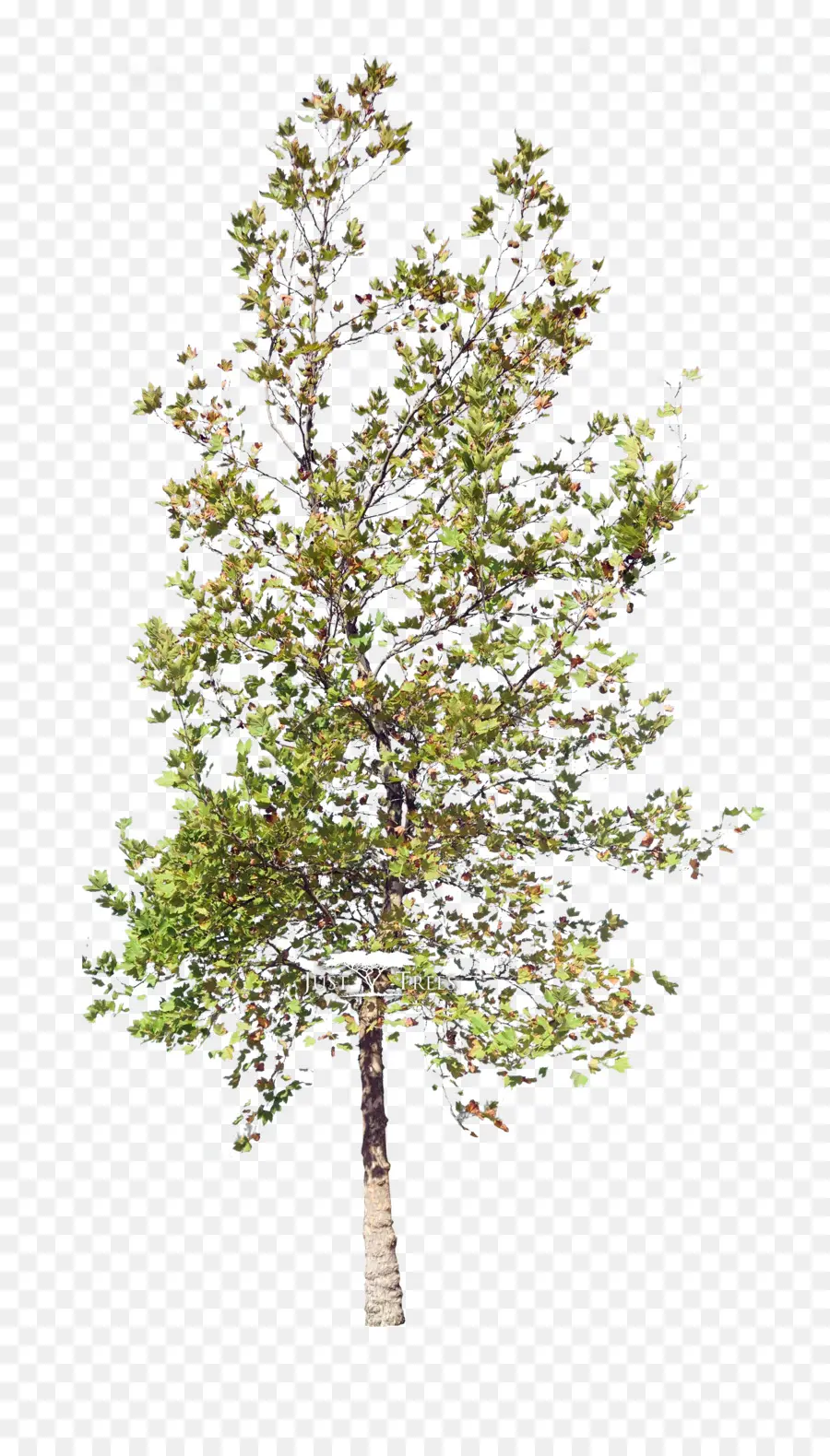 Arbre Vert，Feuilles PNG