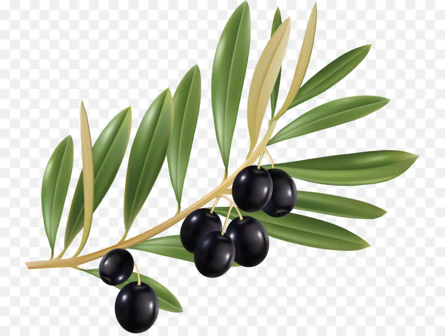 Branche D'olivier，Olive PNG