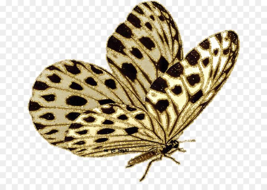 Papillon，Papillon De Papillon De PNG