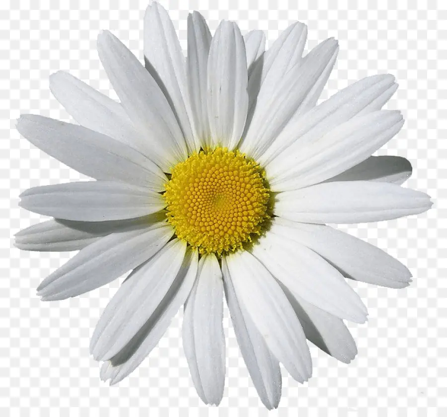 Marguerite，Pétales PNG