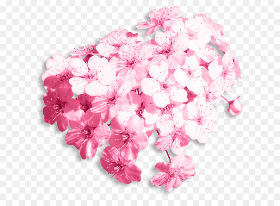 Fleurs Roses，Fleurir PNG