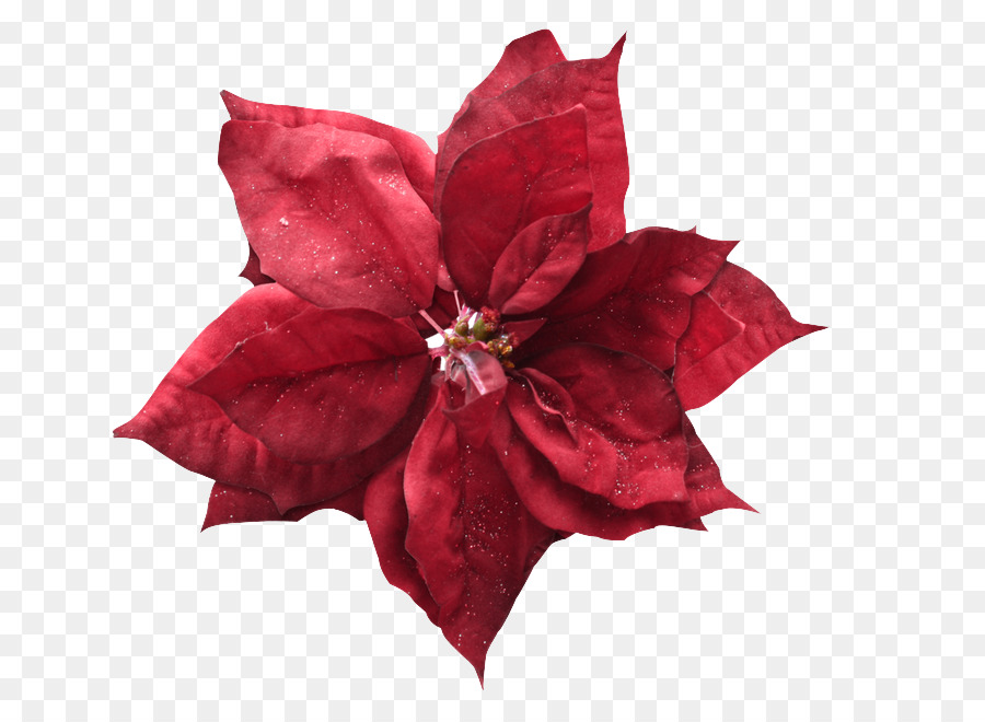 Poinsettia Rouge，Feuilles PNG