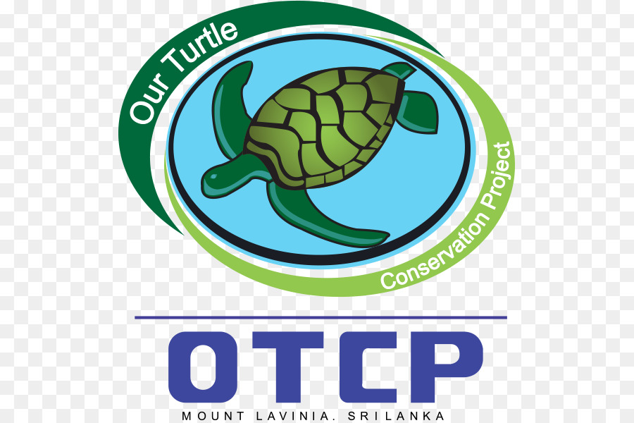 Tortue De Mer，Tortue PNG