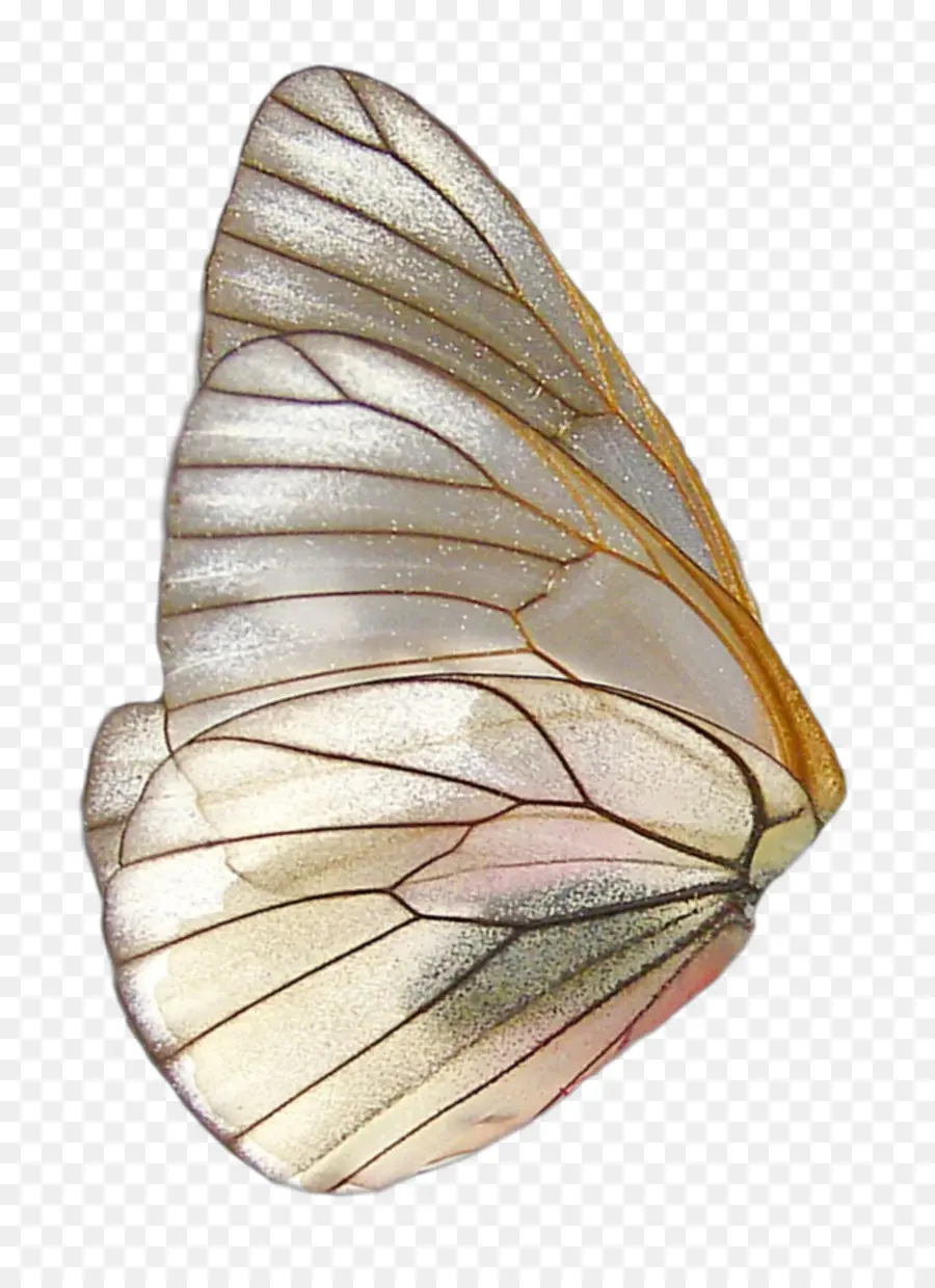 Aile De Papillon，Insecte PNG