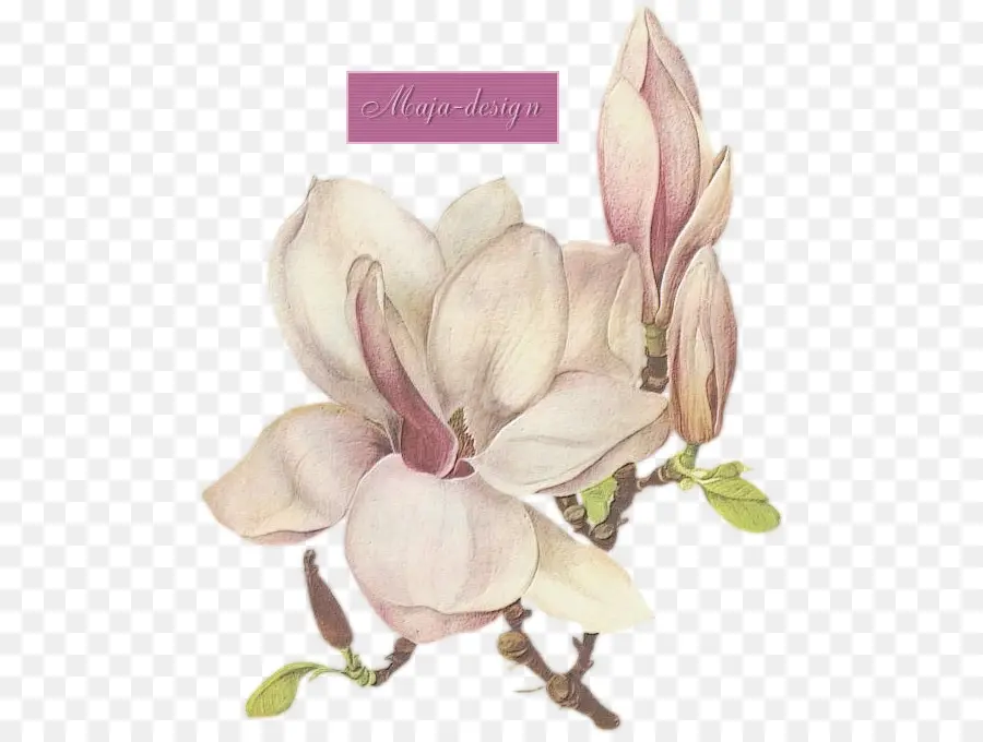 Magnolia，Fleurir PNG