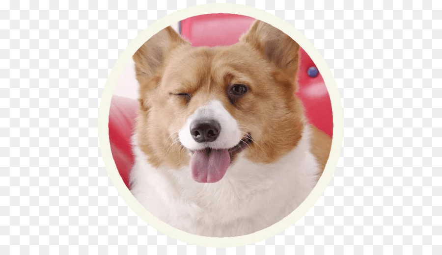 Welsh Corgi Pembroke，Corgi Gallois PNG