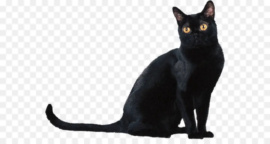 Chat Noir，Animal De Compagnie PNG