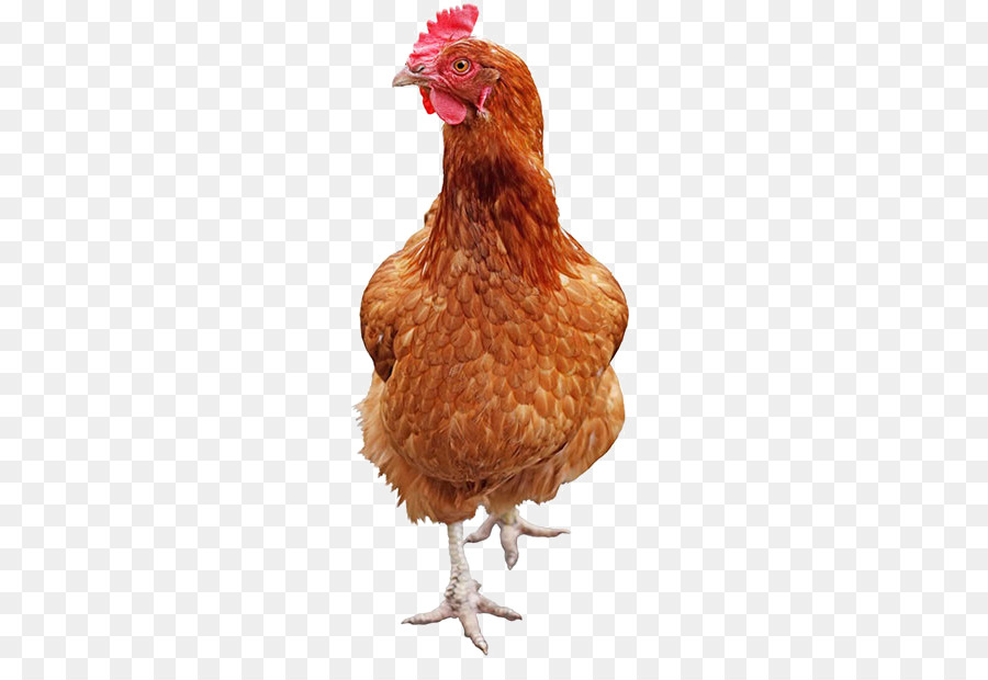 Poulet Brun，Poule PNG