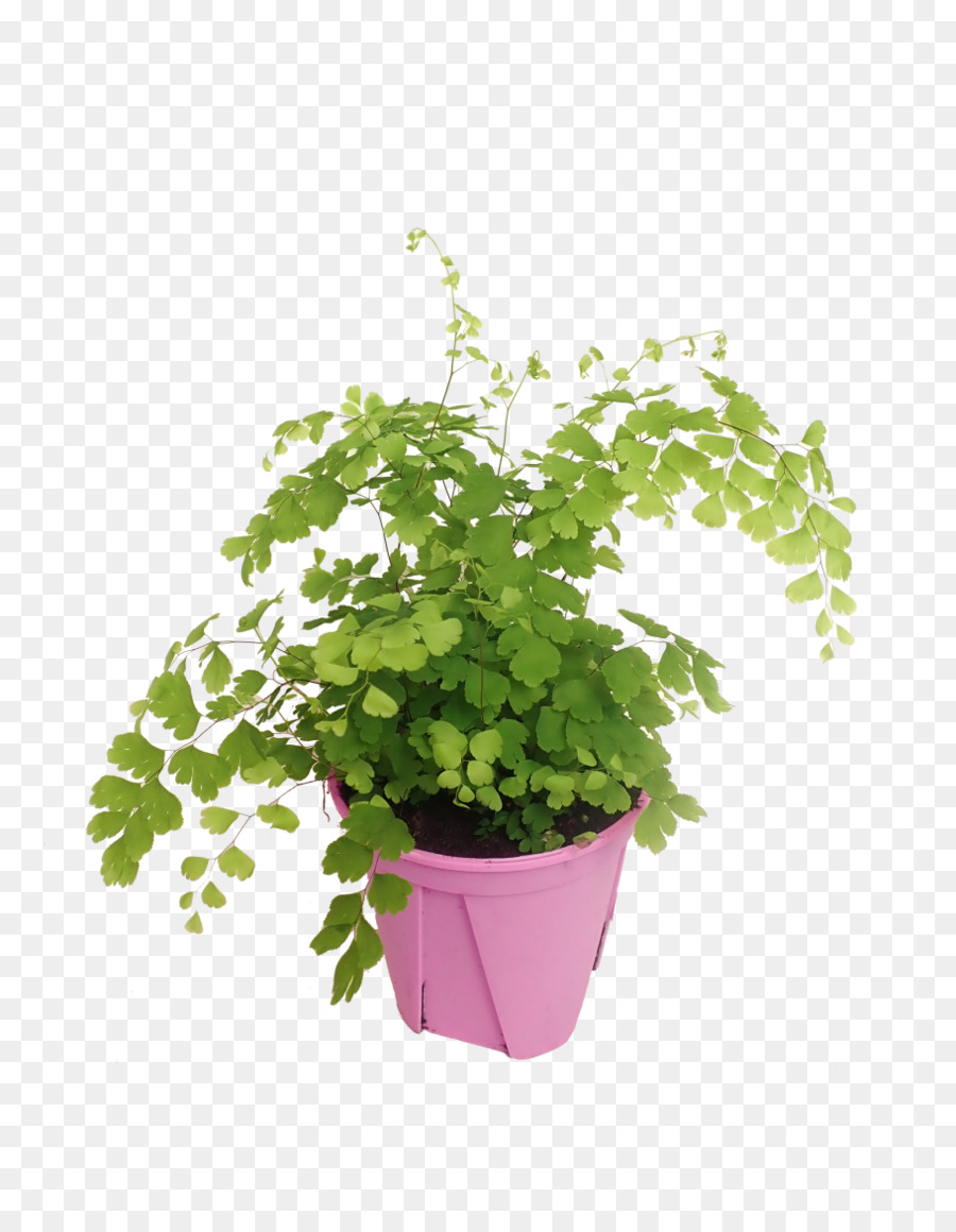 Plante En Pot，Vert PNG