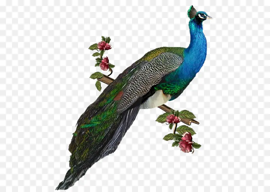 Paon，Oiseau PNG