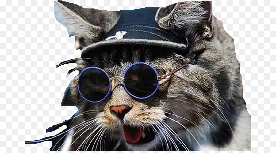 Lunettes，Chat PNG