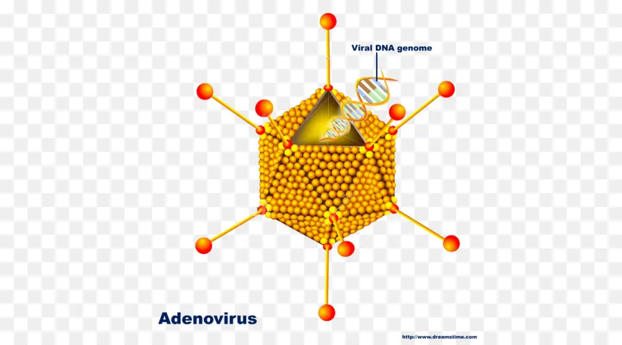 Adénovirus，Adn PNG