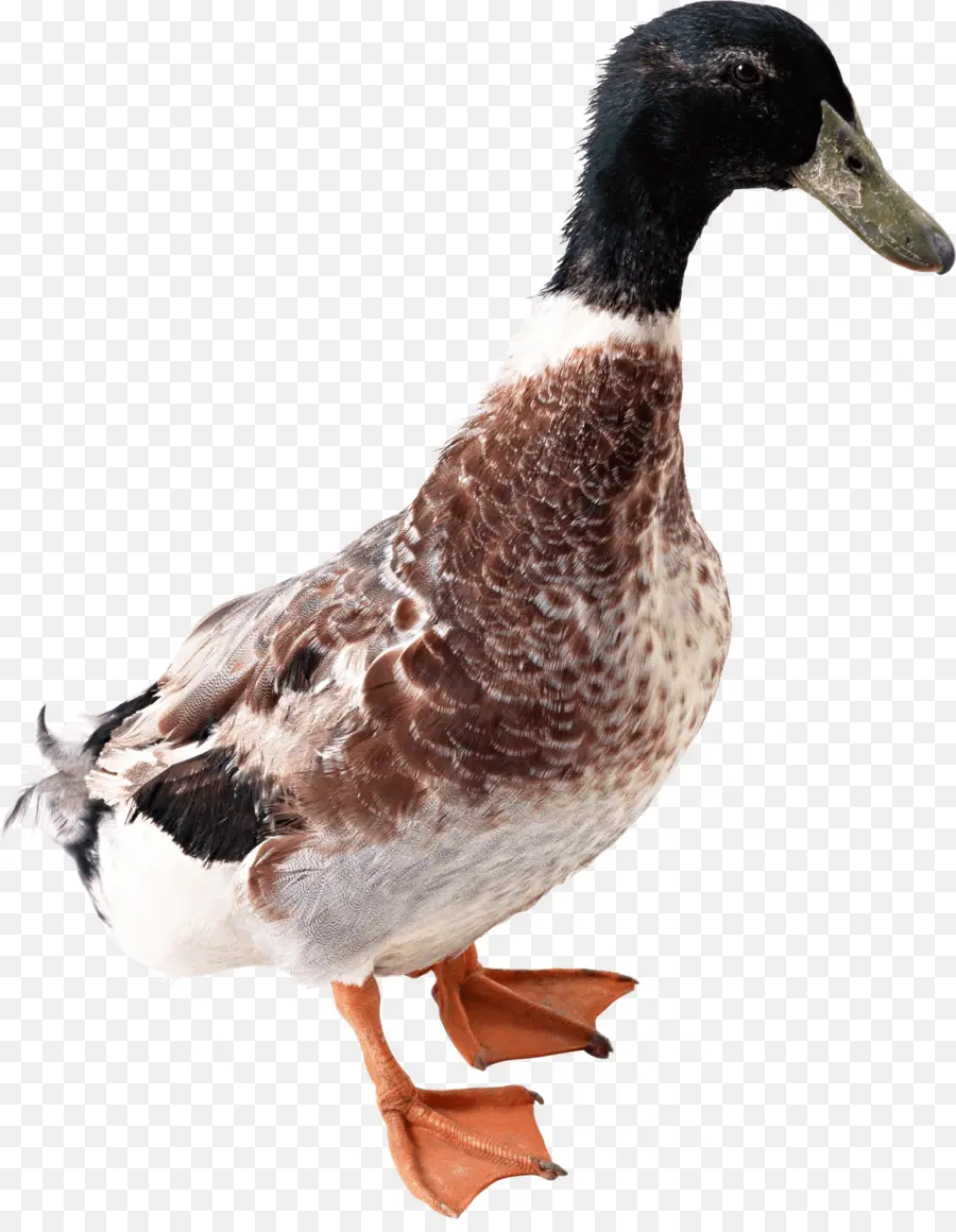 Canard，Oiseau PNG