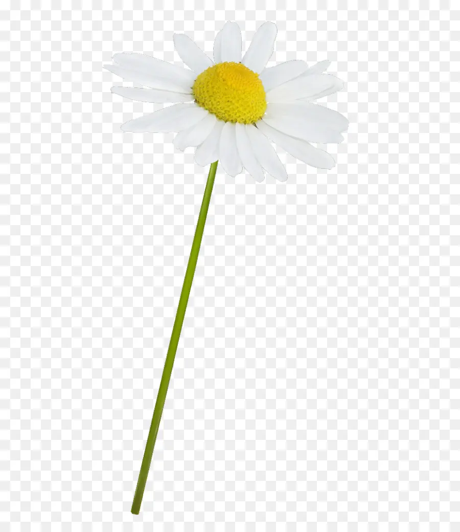 Commune De Daisy，Marguerite PNG