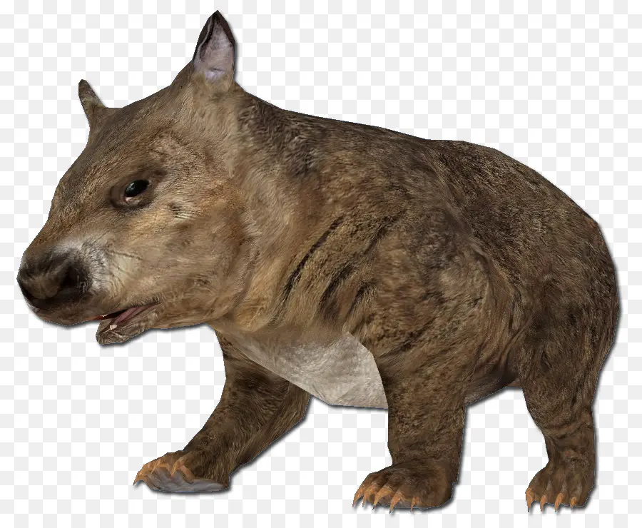 Animal，Wombat PNG