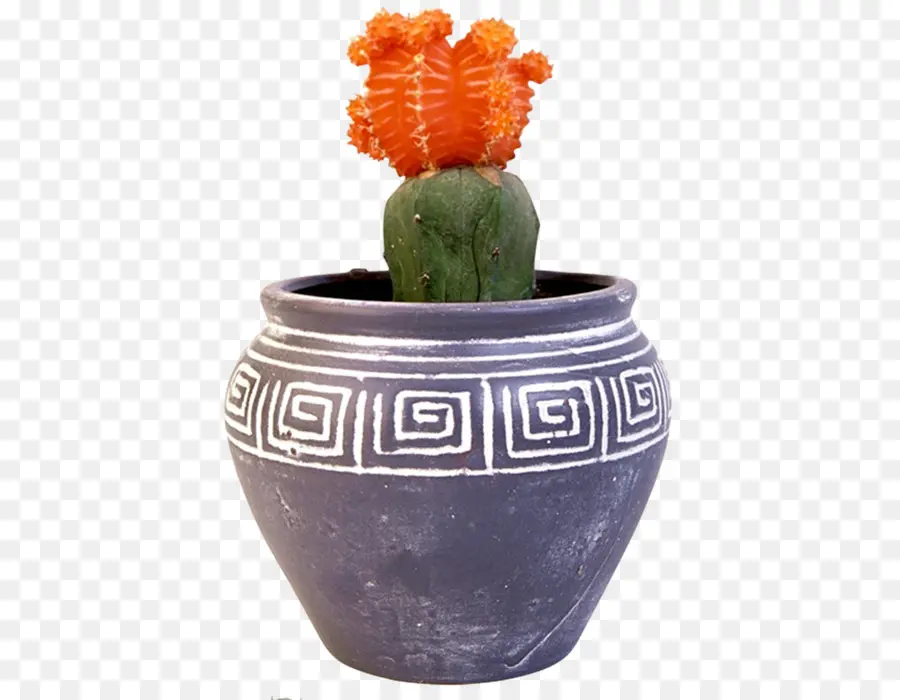 Cactus En Pot，Succulent PNG