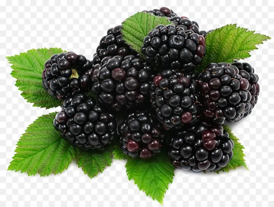 Fruits，Mulberry PNG