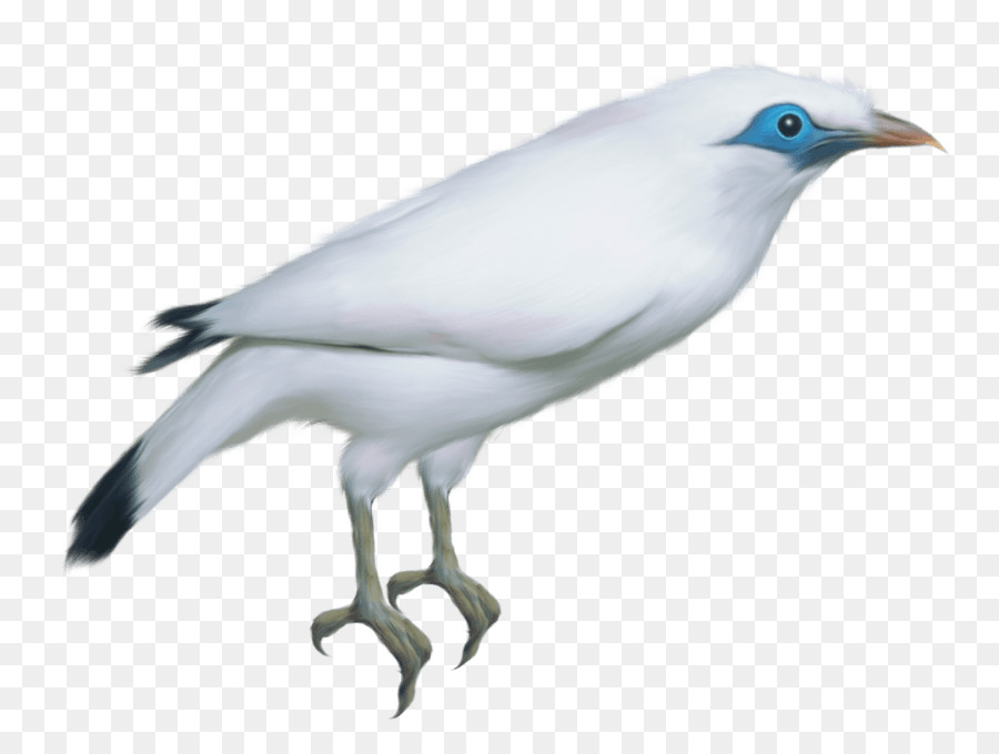 Columbidae，Oiseau PNG