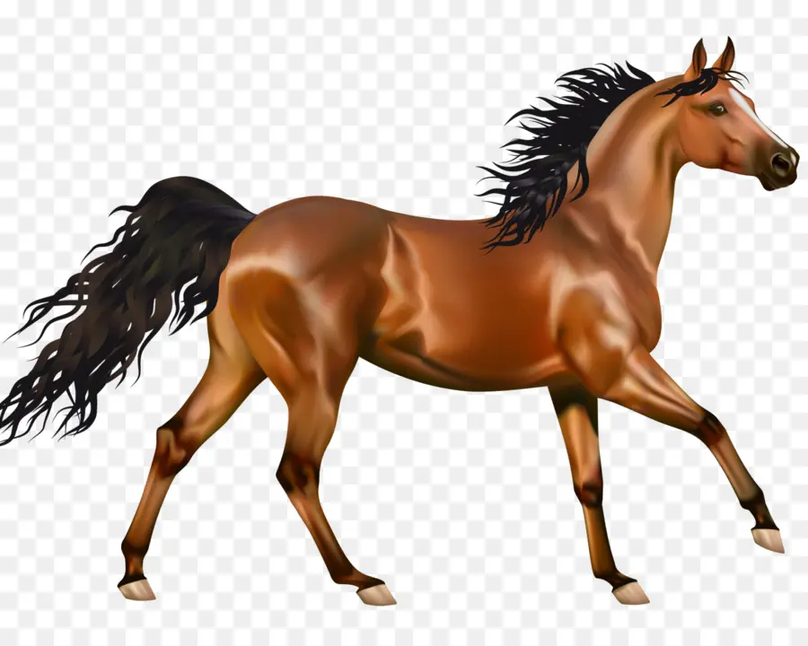 Cheval Arabe，Poney PNG