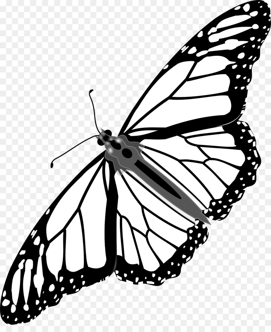 Papillon Noir Et Blanc，Ailes PNG