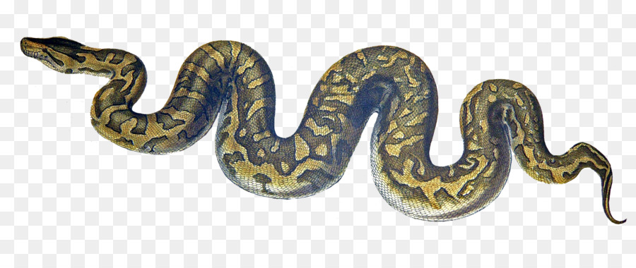 Les Serpents，Python PNG