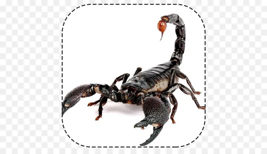 Scorpion，Arachnide PNG