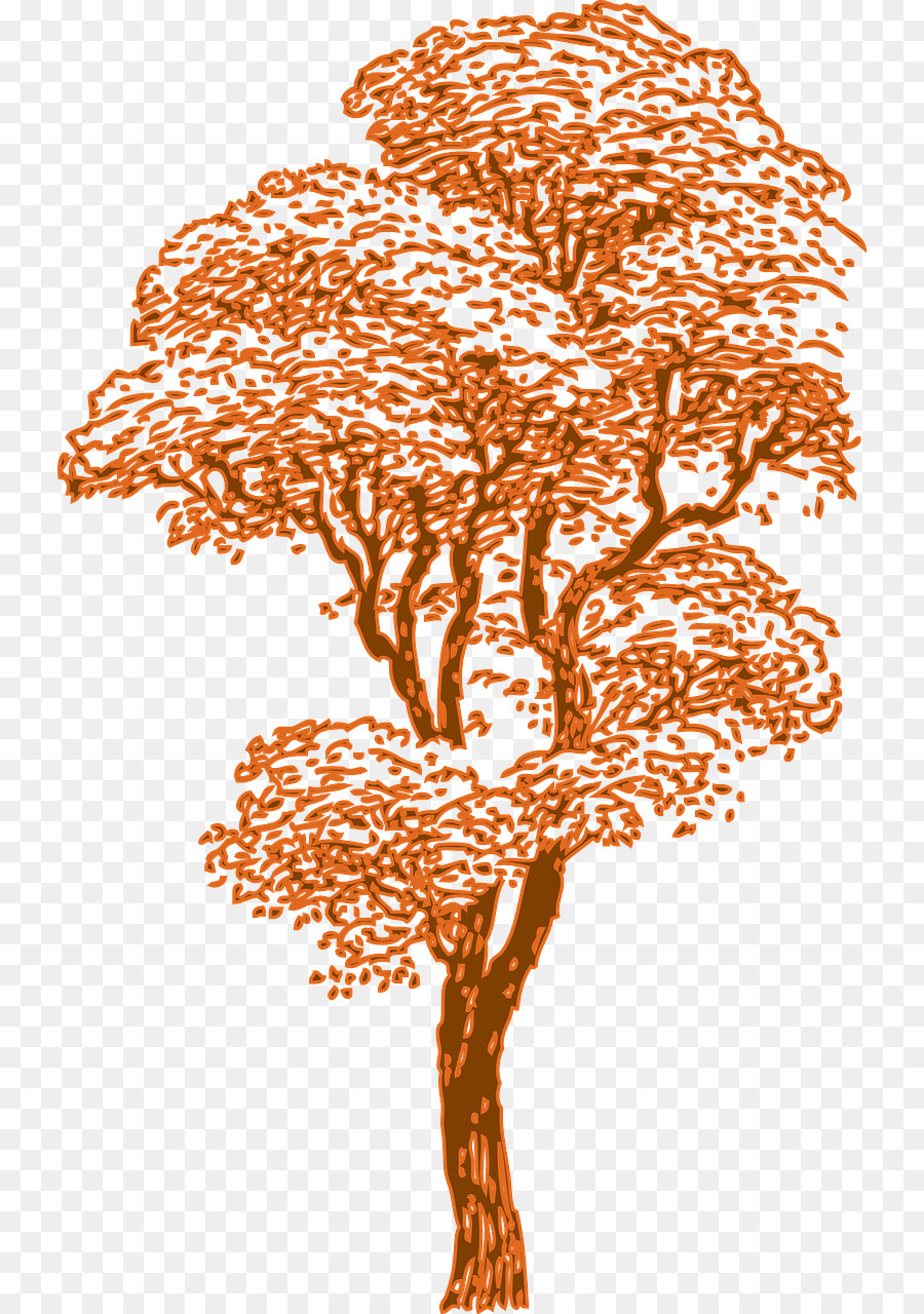 Dessin，Arbre PNG