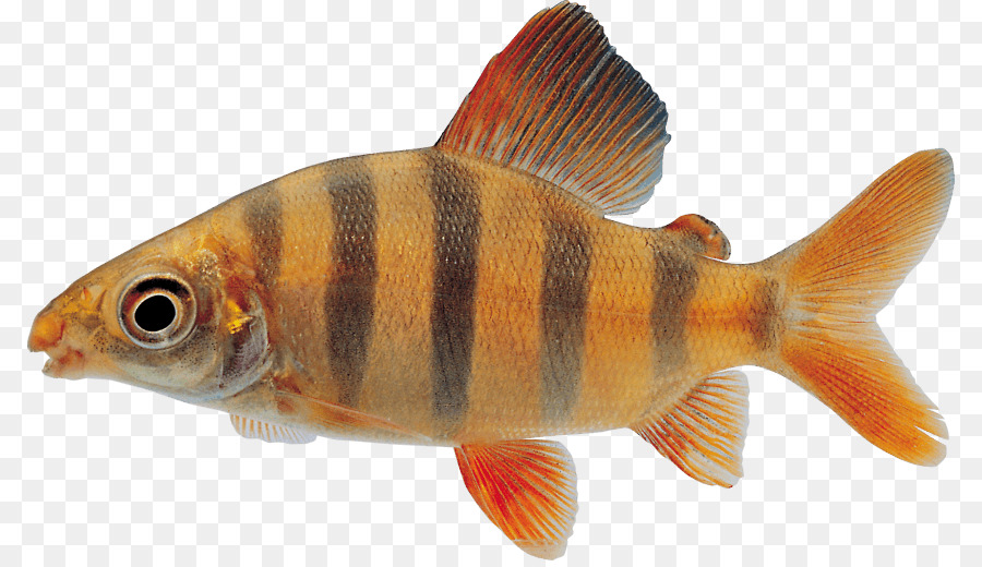 Poisson，Aquatique PNG