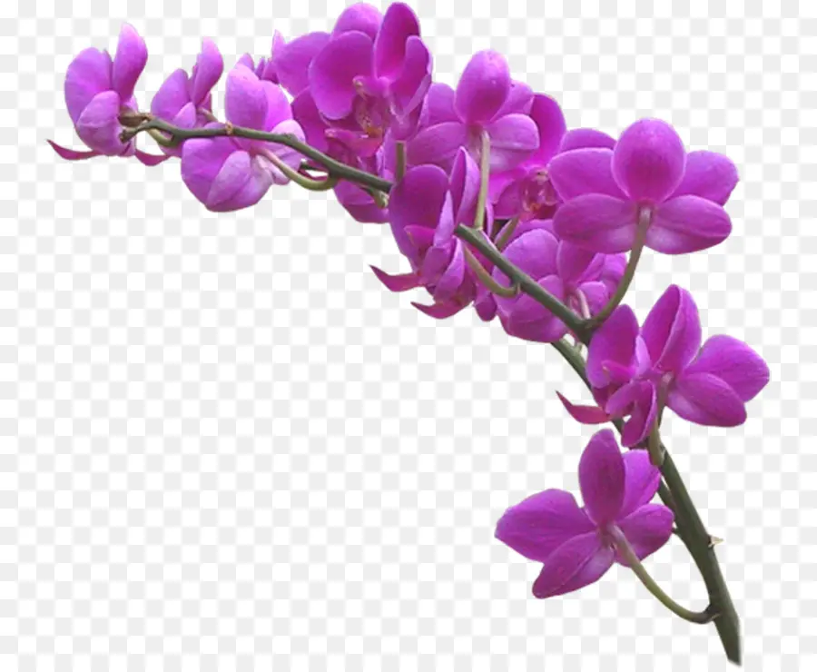 Les Orchidées，Violet PNG