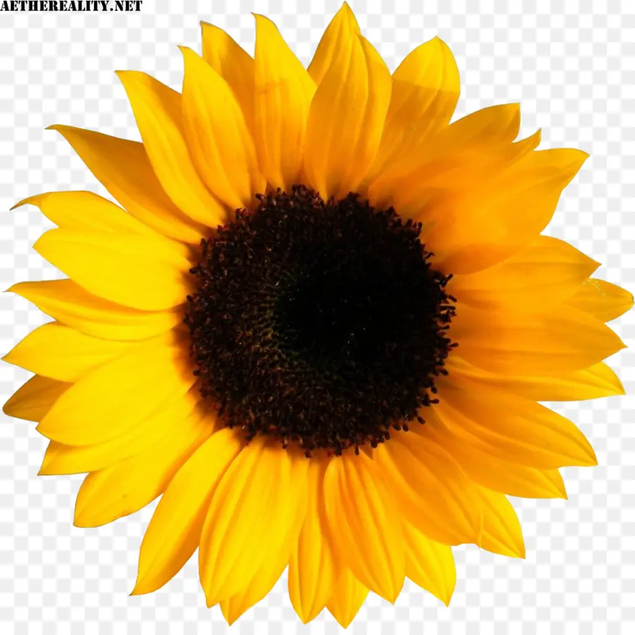 Tournesol，Fleur PNG