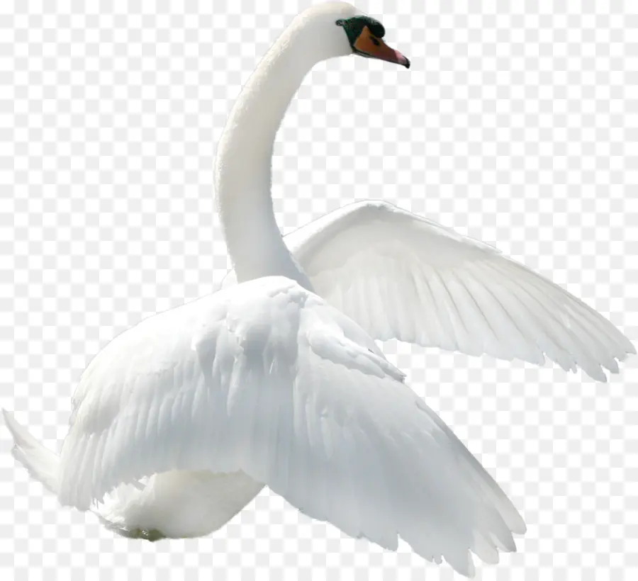 Cygne Blanc，Oiseau PNG