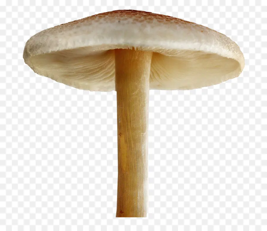 Champignon，Nature PNG