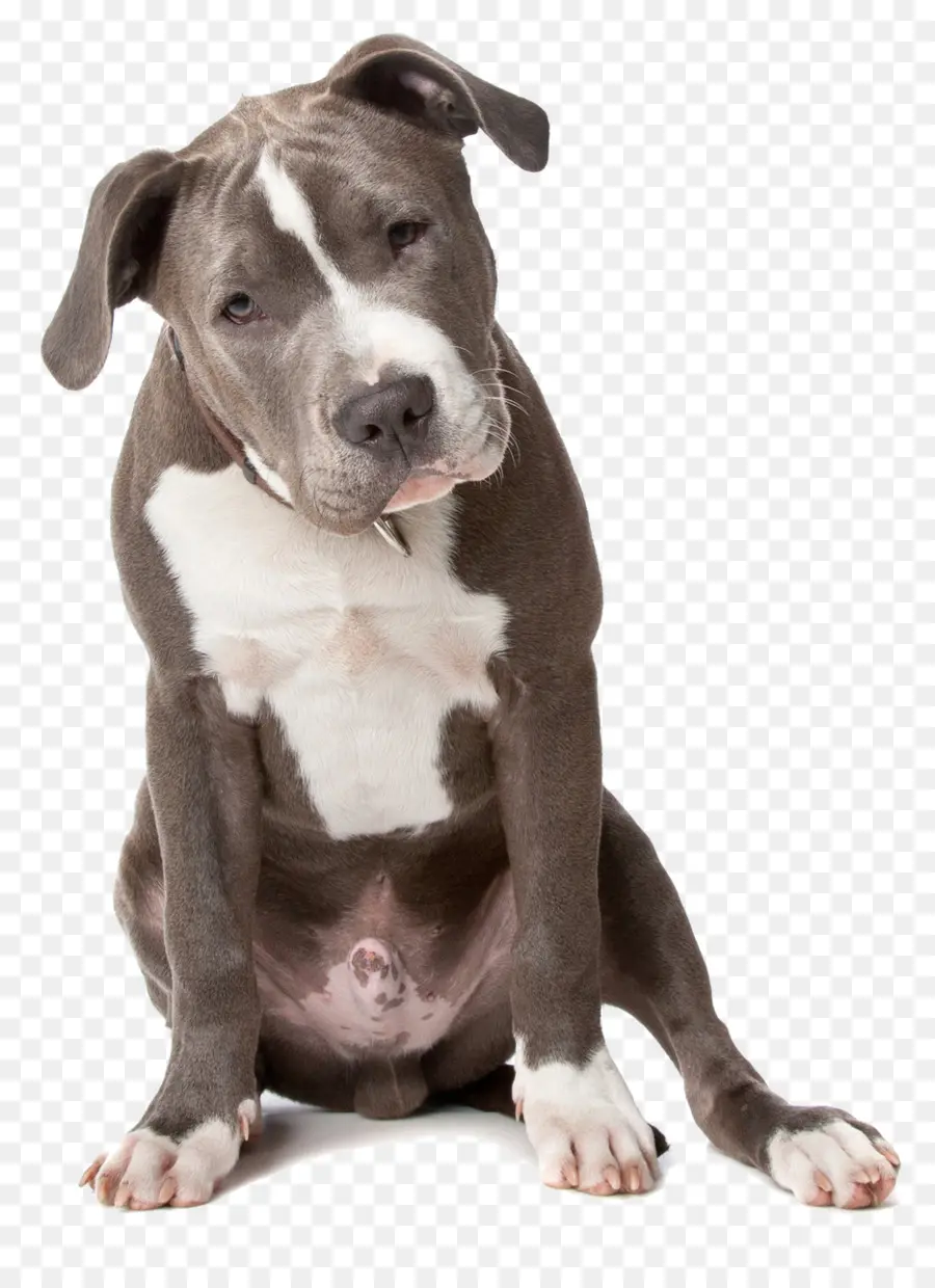 American Pit Bull Terrier，American Staffordshire Terrier PNG