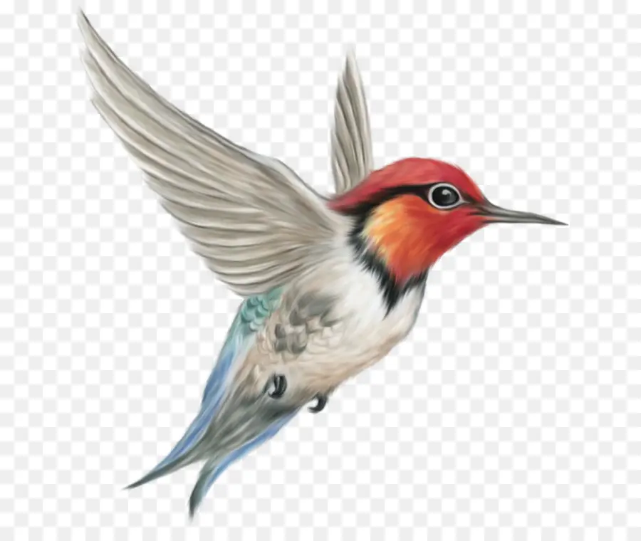 Colibri，Vol PNG