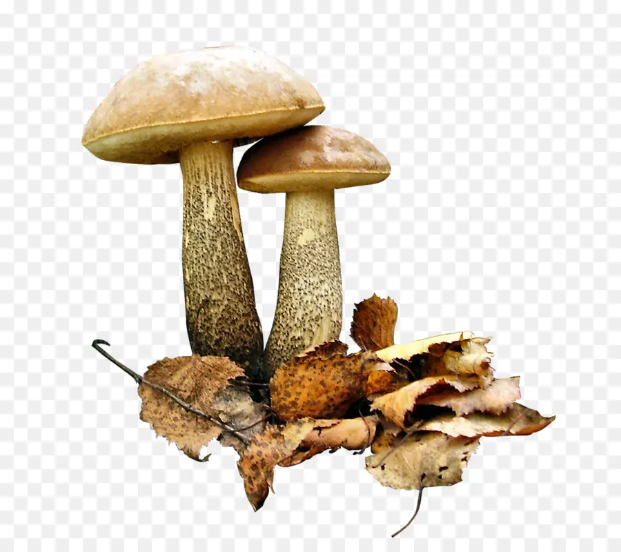 Brun Cap Cèpes，Champignon PNG