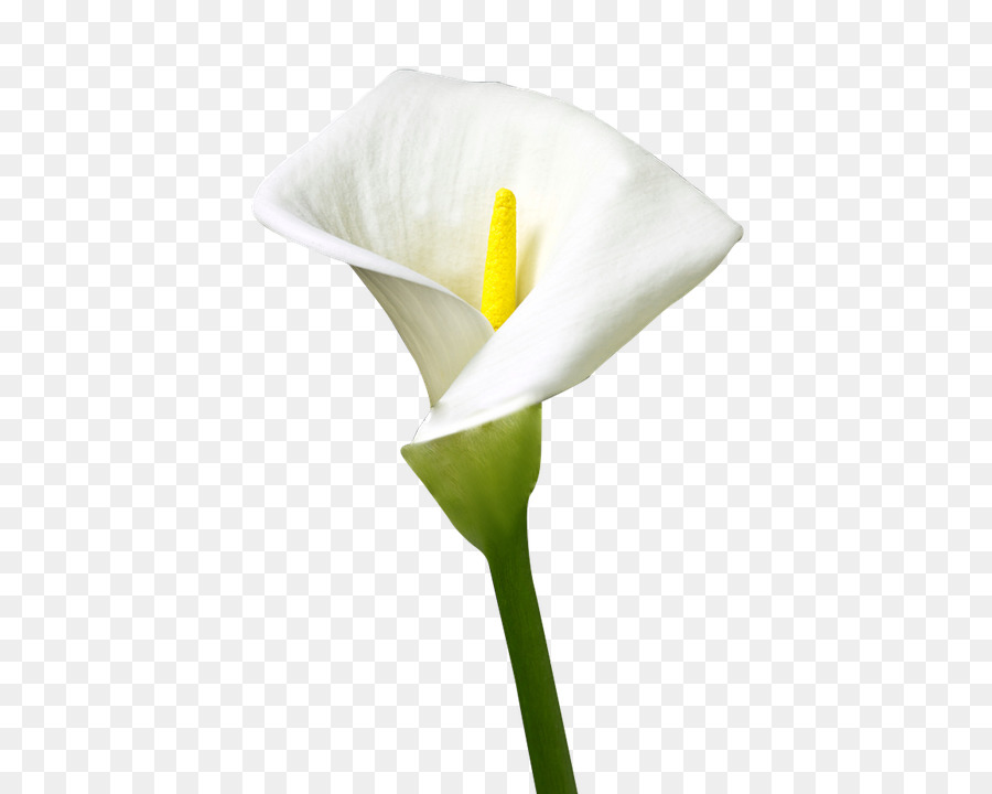 Fleur，Plantes PNG