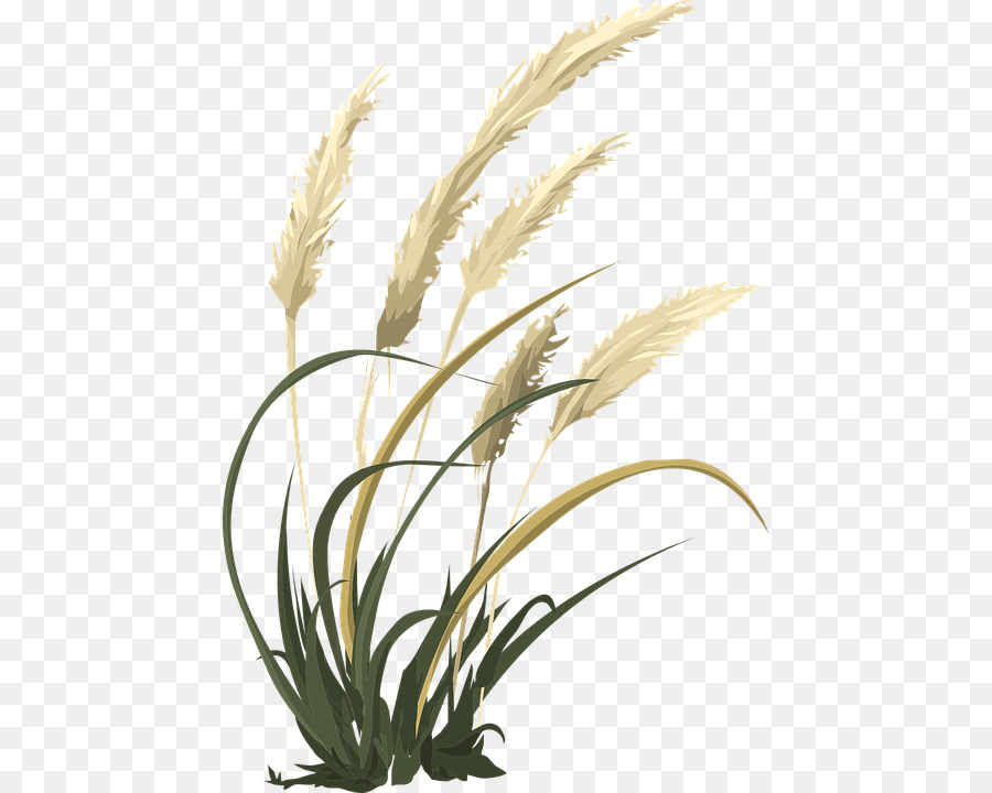 Usine De Riz，Grain PNG