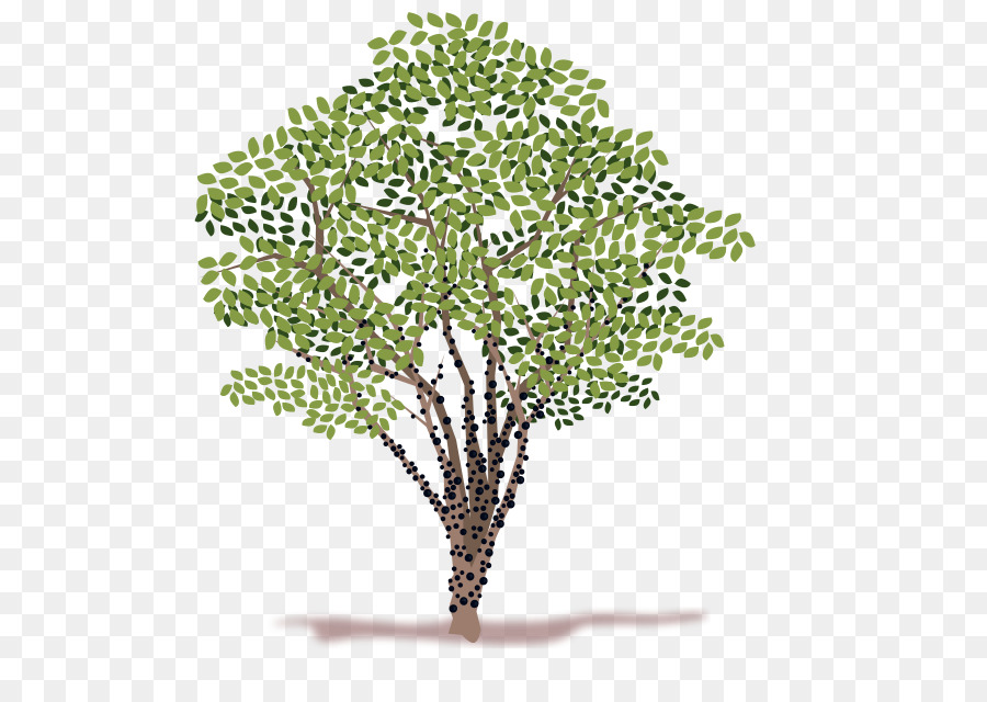 Arbre，Feuilles PNG