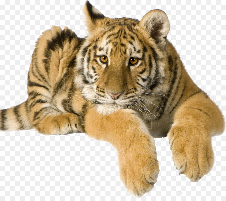 Tigre，Petit PNG