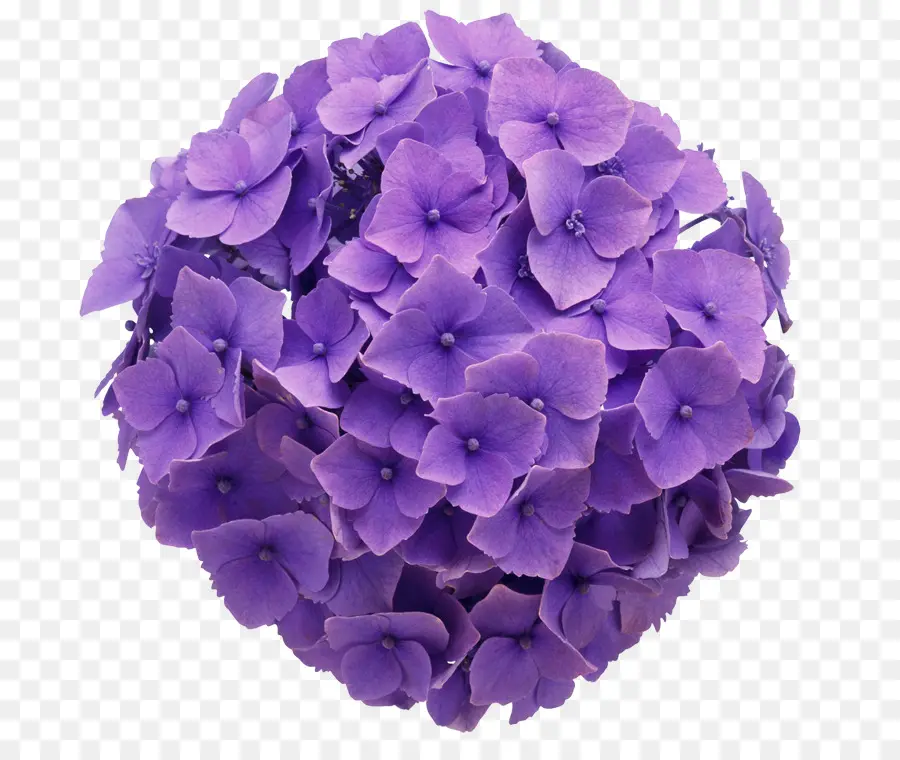 Français Hortensia，Fleur PNG