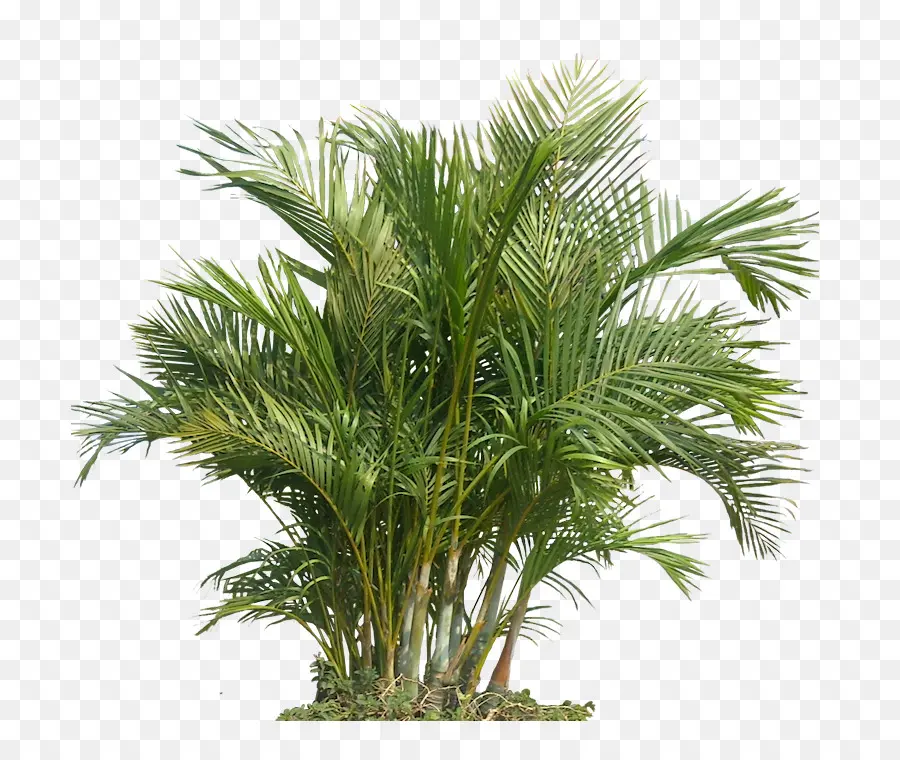 Les Palmiers，Plante D Intérieur PNG
