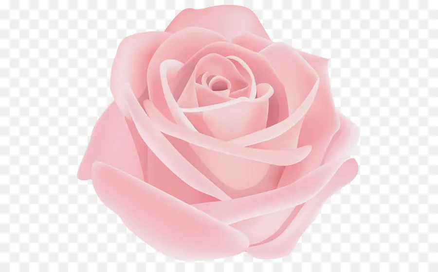 Rose Rose，Fleurir PNG