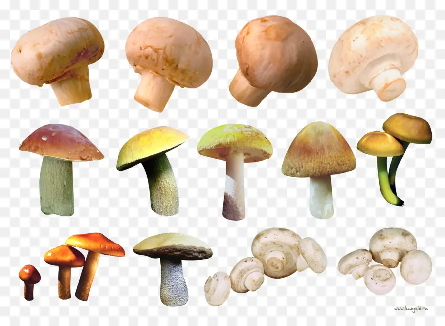 Champignons，Comestible PNG