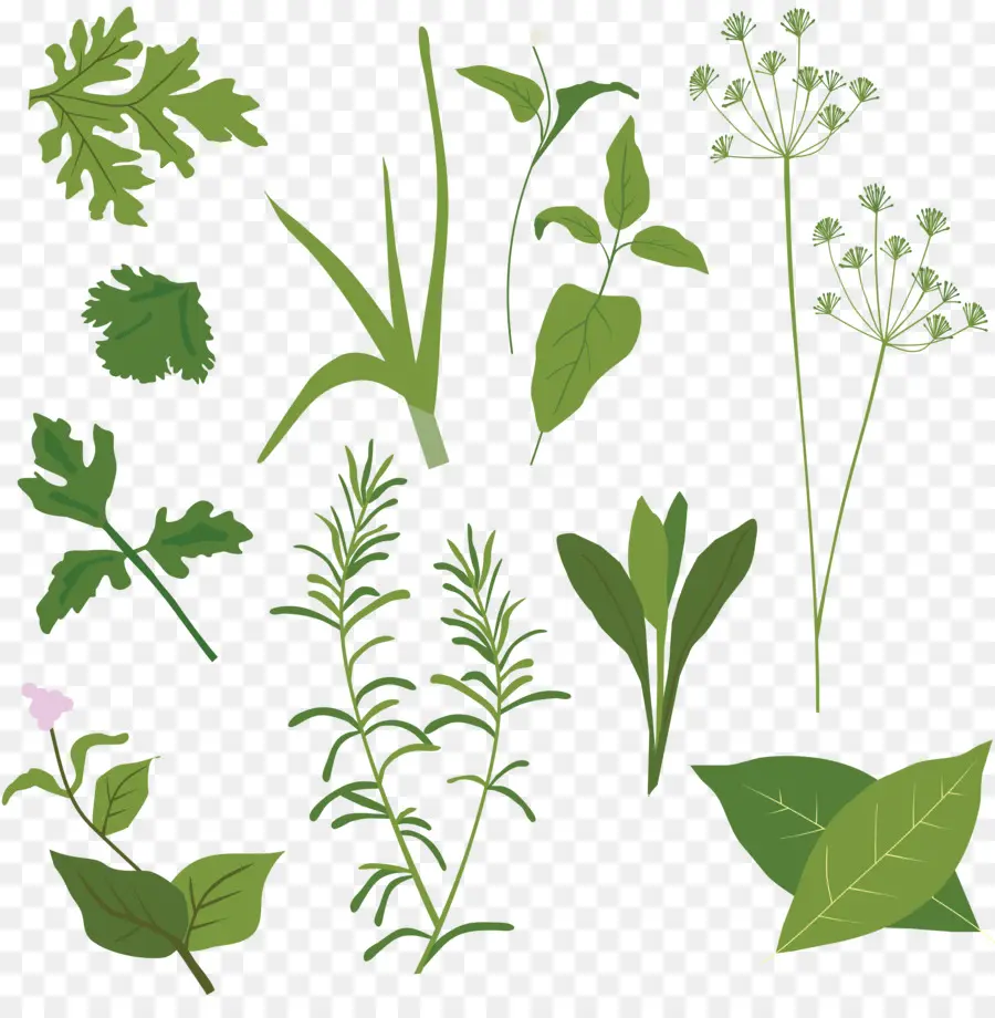 Herbes，Feuilles PNG