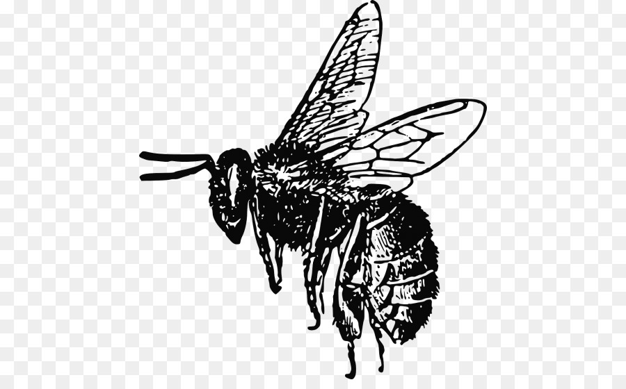 Abeille，Insecte PNG